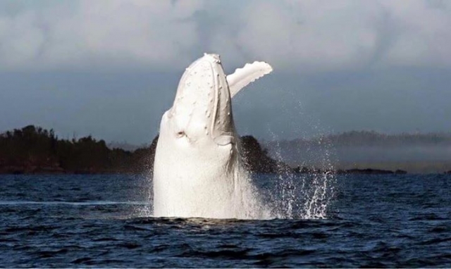  baleine albinos 